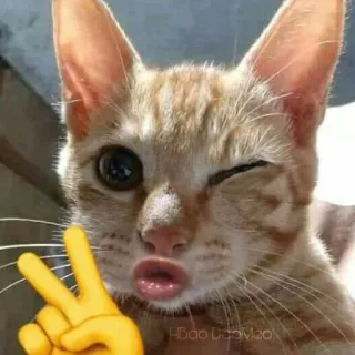 ✌️ Katze, Friedenszeichen, Tier, Emoji, Orange, Zwinkern whatsapp sticker