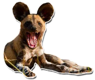 🤣 Lycaon, Zwierzę, Pies, Dzikie zwierzę, Ssaki telegram sticker