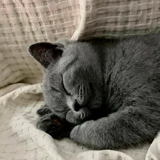 🥱 kucing, tidur, kucing abu-abu, hewan, hewan peliharaan telegram sticker