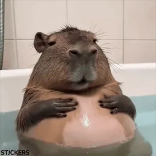 🦦 capybara, animal, rongeur, mignon, bain, eau, relaxant whatsapp sticker