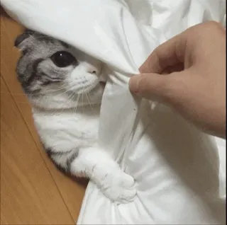 🐾 猫, 動物, 可愛い, 子猫, ペット, 遊び好き telegram sticker