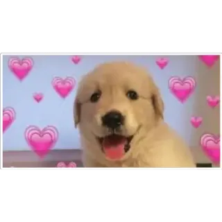 😀 hond, puppy, golden retriever, hartjes, schattig telegram sticker