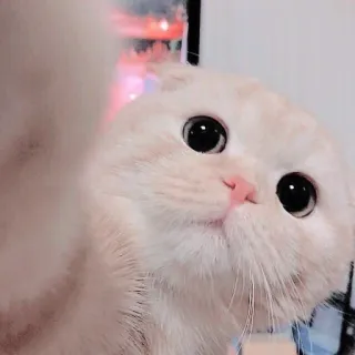 🐱 kucing, anak kucing, lucu, hewan, hewan peliharaan, Scottish Fold whatsapp sticker