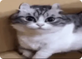 твич момент @leynnot :: @fStikBot whatsapp stickers