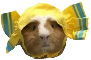 🍬 cavia, dier, huisdier, snoep, schattig, grappig telegram sticker