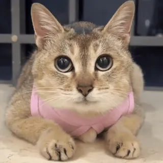 🐾 猫, 可爱, 动物, 宠物, 小猫 telegram sticker