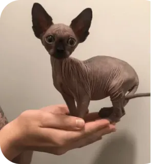 ✋ スフィンクス猫, 毛のない猫, 猫, 動物, ペット whatsapp sticker