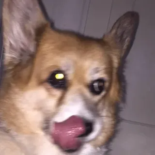 😛 hond, corgi, likken, dier, huisdier telegram sticker