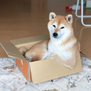 🐗 dog, shiba inu, box, cute, animal, pet telegram sticker