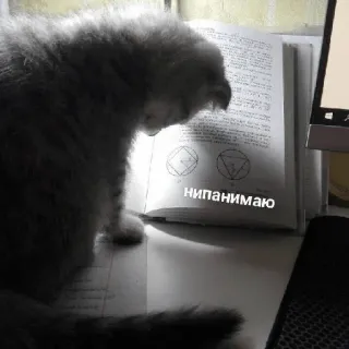 🥲 нипанимаю แมว, อ่านหนังสือ, หนังสือ, ตลก, สัตว์, น่ารัก telegram sticker