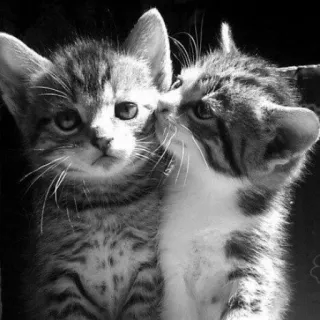 😺 chaton, chat, animaux, mignon, domestique, animaux de compagnie, félin telegram sticker