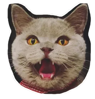 😠 แมว, ลูกแมว, น่ารัก, สัตว์, สัตว์เลี้ยง, แมว telegram sticker