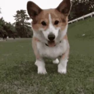 🐶 perro, corgi, feliz, animal, hierba, lindo telegram sticker