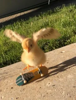 🐥 chick, skateboard, animal, skateboarding, bird, cute telegram sticker