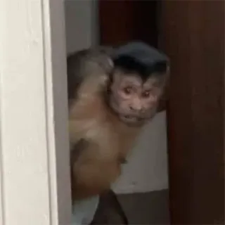 👀 singe, animal, primate, grand singe, faune, mignon, drôle telegram sticker