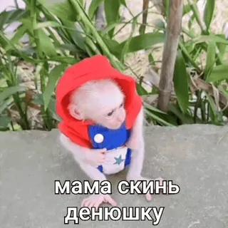 🐵 мама скинь денюшку ลิง, ลิงใส่เสื้อผ้า, น่ารัก, ตลก, มีม whatsapp sticker