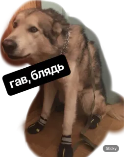 🤬 гав, блядь dog, russian, offensive, swear word whatsapp sticker