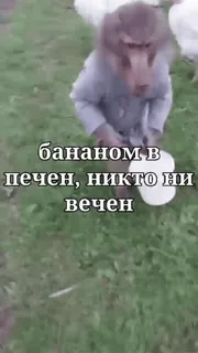 🌟 бананом в
печен, никто ни
вечен monkey, banana, humor, russian, animal, geese whatsapp sticker