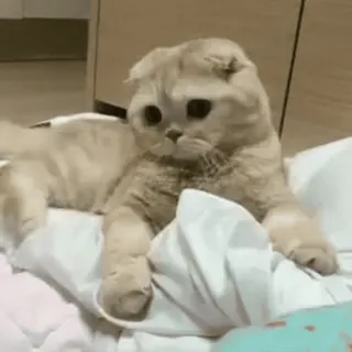 🐾 Katze, Kätzchen, Tier, süß, Haustier, Scottish Fold telegram sticker