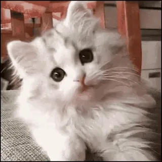 🙂 gato, gatinho, fofo, animal, animal de estimação, fofo telegram sticker