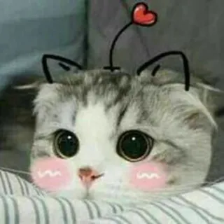🐱 кот, милый, животное, домашнее животное, котенок, сердце, каваи telegram sticker