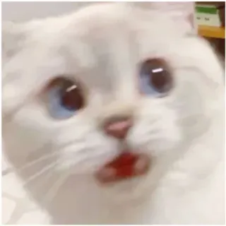 😨 gatto, sorpreso, scioccato, meme, divertente, animale telegram sticker