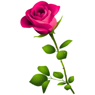 🌔 rose, flower, pink, nature, plant, floral telegram sticker
