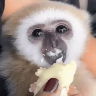 🥺 mono, animal, lindo, comiendo, gibón, mamífero whatsapp sticker