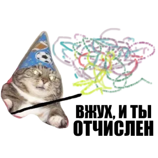 Кот вжух telegram stickers