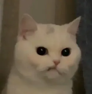 😐 cat, animal, pet, white cat, cute, domestic animal telegram sticker
