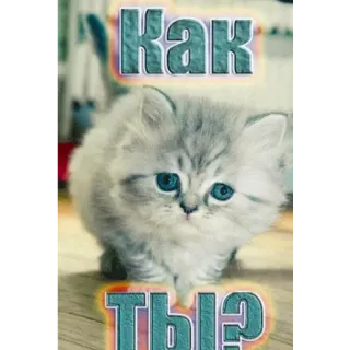 😸 Как ты? kitten, cute, cat, russian, greeting, adorable telegram sticker