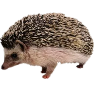🦔 고슴도치, 동물, 귀여운, 야생 동물, 자연 telegram sticker