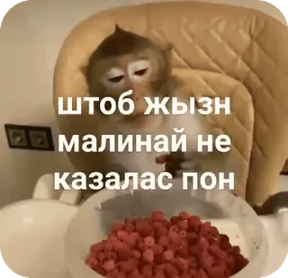 🌟 штоб жызн малинай не казалас пон ลิง, ราสเบอร์รี่, อาหาร, สัตว์ whatsapp sticker