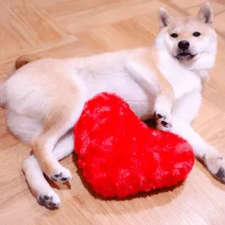 ❤ chien, shiba inu, coeur, amour, saint-valentin, mignon, animal de compagnie whatsapp sticker