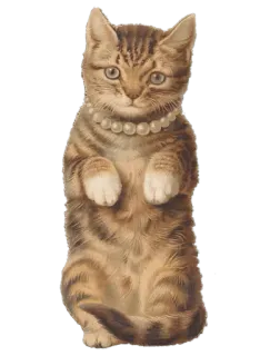 🐈 แมว, ลูกแมว, สร้อยคอมุก, น่ารัก, สัตว์, สัตว์เลี้ยง, สัตว์เลี้ยงในบ้าน telegram sticker