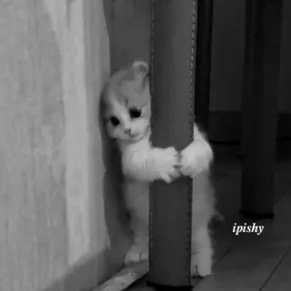 🕸 ipishy 小猫, 猫, 可爱, 宠物, 动物, ipishy telegram sticker
