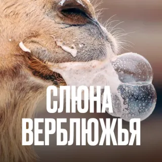 🐪 СЛЮНА ВЕРБЛЮЖЬЯ верблюд, слюна, животное, смешной, мем telegram sticker