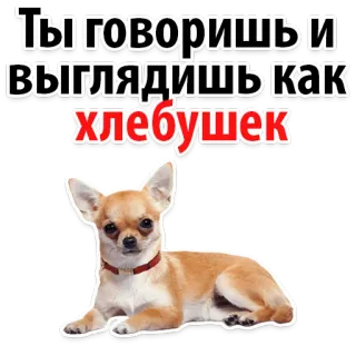 😂 Ты говоришь и выглядишь как хлебушек dog, chihuahua, russian, bread, cute, pet telegram sticker