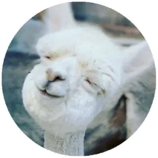 😊 alpaca, animal, white, cute, funny, llama whatsapp sticker
