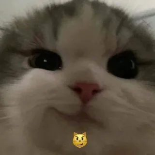 🎀 cat, kitten, cute, pet, animal whatsapp sticker