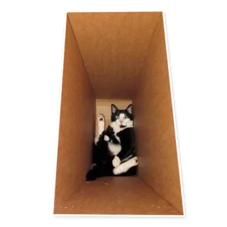 🏠 chat, boîte, animal, animal de compagnie, mignon, drôle telegram sticker