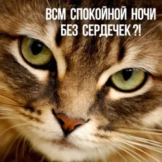 🛏 ВСМ СПОКОЙНОЙ НОЧИ БЕЗ СЕРДЕЧЕК?! แมว, สติกเกอร์, ราตรีสวัสดิ์, สัตว์ telegram sticker