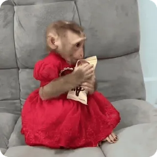 🪷 mono, animal, vestido rojo, lindo, primate whatsapp sticker