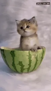 🏵 @Baby_cute_Gifs gato, gatinho, melancia, fofo, animais, animais de estimação telegram sticker