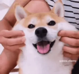 🙂 dog, shiba inu, pet, happy, smile telegram sticker