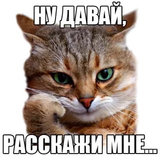🤔 НУ ДАВАЙ,
РАССКАЖИ МНЕ.... gato, animal, meme, ruso, divertido whatsapp sticker