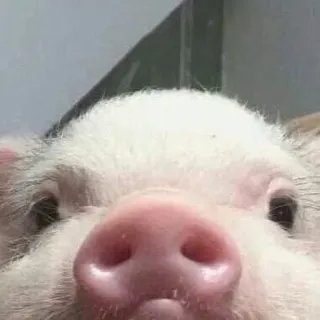 👀 schwein, tier, süß, nutztier, rosa, haustier telegram sticker