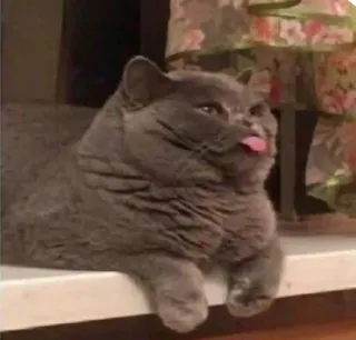 😝 cat, tongue, animal, pet, funny, domestic cat whatsapp sticker