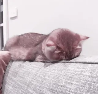 🤍 猫, 睡觉, 沙发, 宠物, 动物, 家猫 telegram sticker