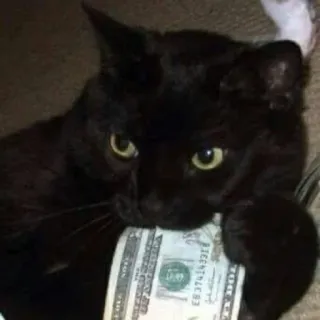 💸 猫, お金, ドル, 黒猫, 現金, 面白い, 動物 telegram sticker